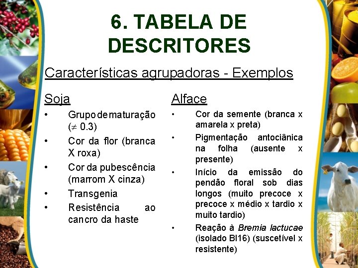 6. TABELA DE DESCRITORES Características agrupadoras - Exemplos Soja Alface • • • Grupo