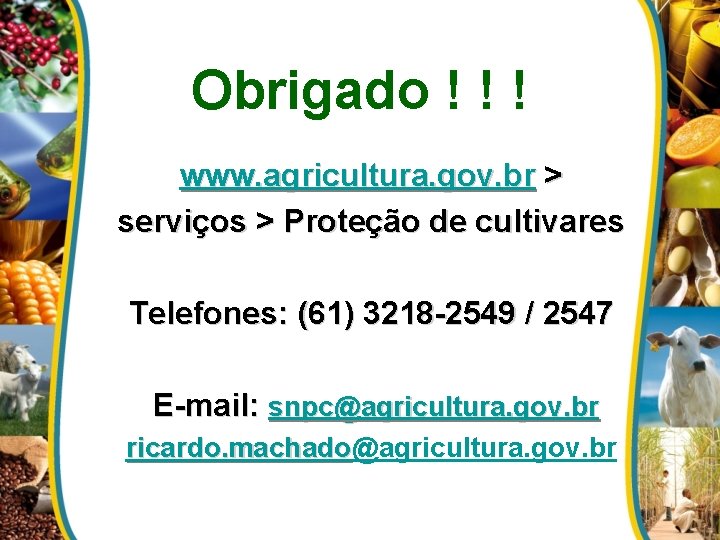 Obrigado ! ! ! www. agricultura. gov. br > serviços > Proteção de cultivares