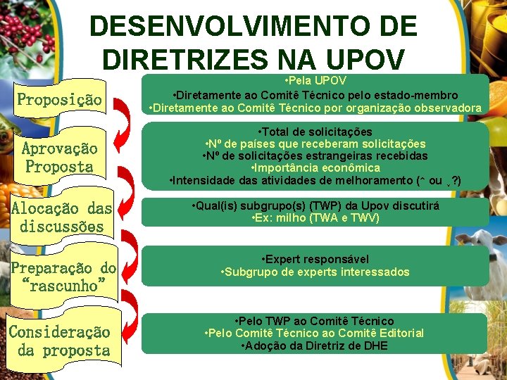 DESENVOLVIMENTO DE DIRETRIZES NA UPOV Proposição • Pela UPOV • Diretamente ao Comitê Técnico