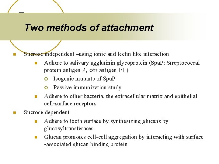 Two methods of attachment n n Sucrose independent –using ionic and lectin like interaction