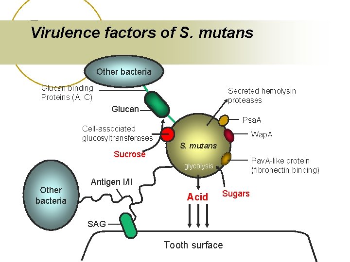 Virulence factors of S. mutans Other bacteria Glucan binding Proteins (A, C) Secreted hemolysin