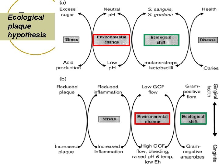 Ecological plaque hypothesis 