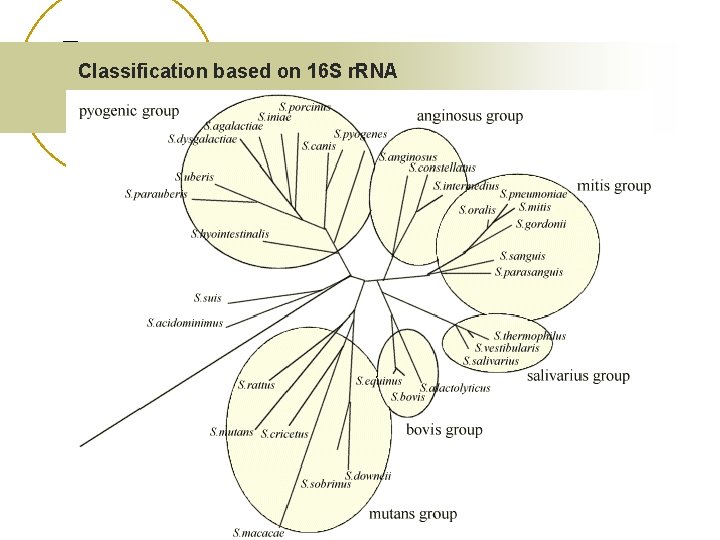 Classification based on 16 S r. RNA 
