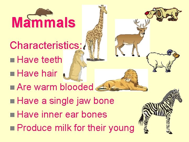 Mammals Characteristics: n Have teeth n Have hair n Are warm blooded n Have Mammals Characteristics: n Have teeth n Have hair n Are warm blooded n Have