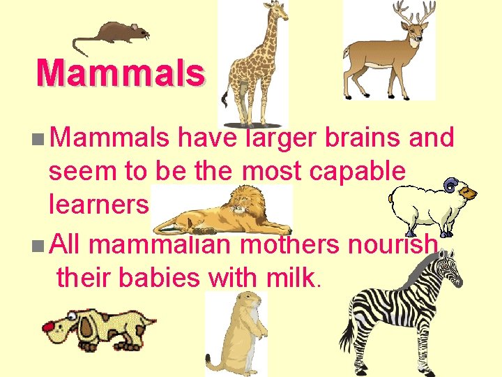 Mammals n Mammals have larger brains and seem to be the most capable learners. Mammals n Mammals have larger brains and seem to be the most capable learners.