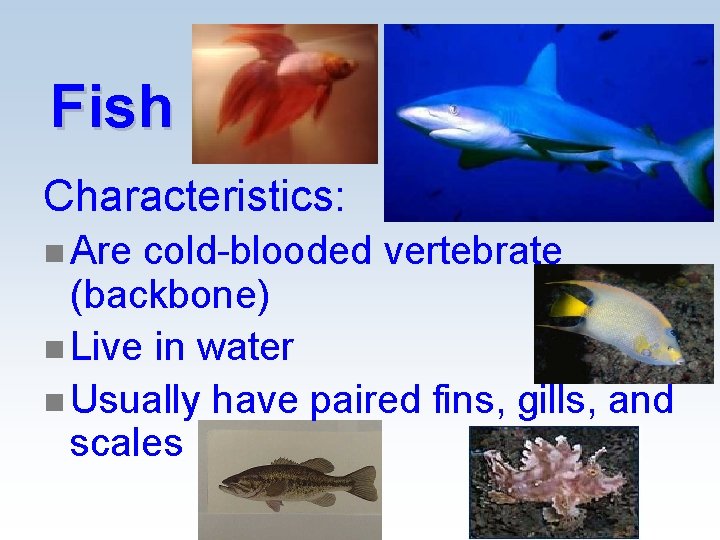 Fish Characteristics: n Are cold-blooded vertebrate (backbone) n Live in water n Usually have Fish Characteristics: n Are cold-blooded vertebrate (backbone) n Live in water n Usually have