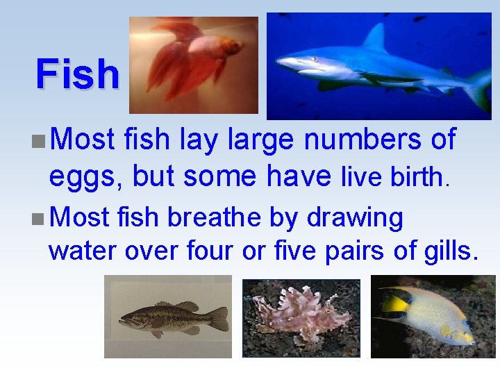 Fish n Most fish lay large numbers of eggs, but some have live birth. Fish n Most fish lay large numbers of eggs, but some have live birth.