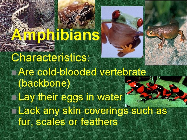 Amphibians Characteristics: n Are cold-blooded vertebrate (backbone) n Lay their eggs in water n Amphibians Characteristics: n Are cold-blooded vertebrate (backbone) n Lay their eggs in water n
