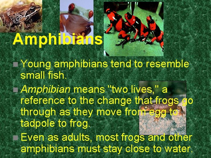 Amphibians n Young amphibians tend to resemble small fish. n Amphibian means "two lives, Amphibians n Young amphibians tend to resemble small fish. n Amphibian means "two lives,