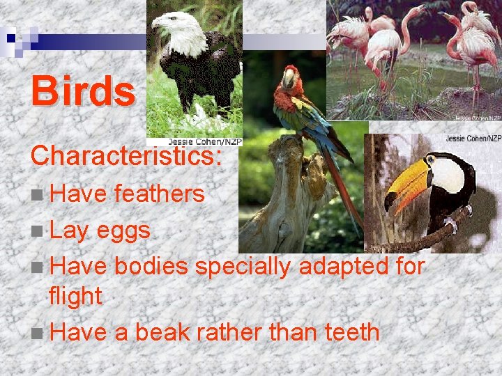 Birds Characteristics: n Have feathers n Lay eggs n Have bodies specially adapted for Birds Characteristics: n Have feathers n Lay eggs n Have bodies specially adapted for