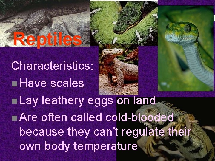 Reptiles Characteristics: n Have scales n Lay leathery eggs on land n Are often Reptiles Characteristics: n Have scales n Lay leathery eggs on land n Are often