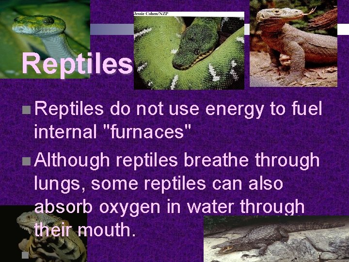 Reptiles n Reptiles do not use energy to fuel internal "furnaces" n Although reptiles Reptiles n Reptiles do not use energy to fuel internal "furnaces" n Although reptiles