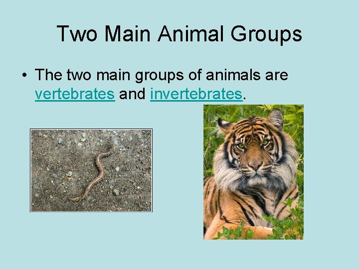 Two Main Animal Groups • The two main groups of animals are vertebrates and Two Main Animal Groups • The two main groups of animals are vertebrates and