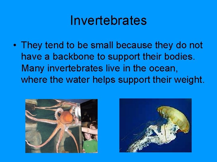 Invertebrates • They tend to be small because they do not have a backbone Invertebrates • They tend to be small because they do not have a backbone