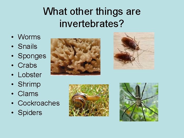 What other things are invertebrates? • • • Worms Snails Sponges Crabs Lobster Shrimp What other things are invertebrates? • • • Worms Snails Sponges Crabs Lobster Shrimp