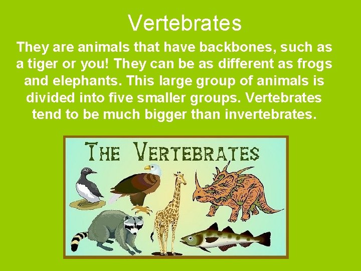 Vertebrates They are animals that have backbones, such as a tiger or you! They Vertebrates They are animals that have backbones, such as a tiger or you! They