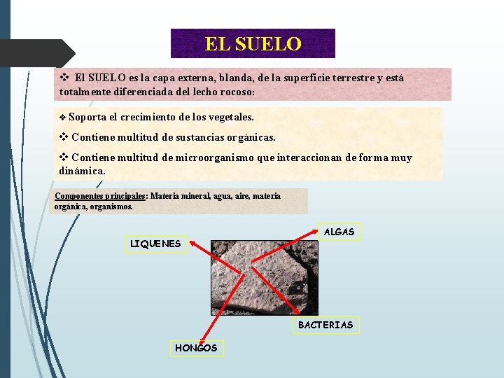 EL SUELO v El SUELO es la capa externa, blanda, de la superficie terrestre
