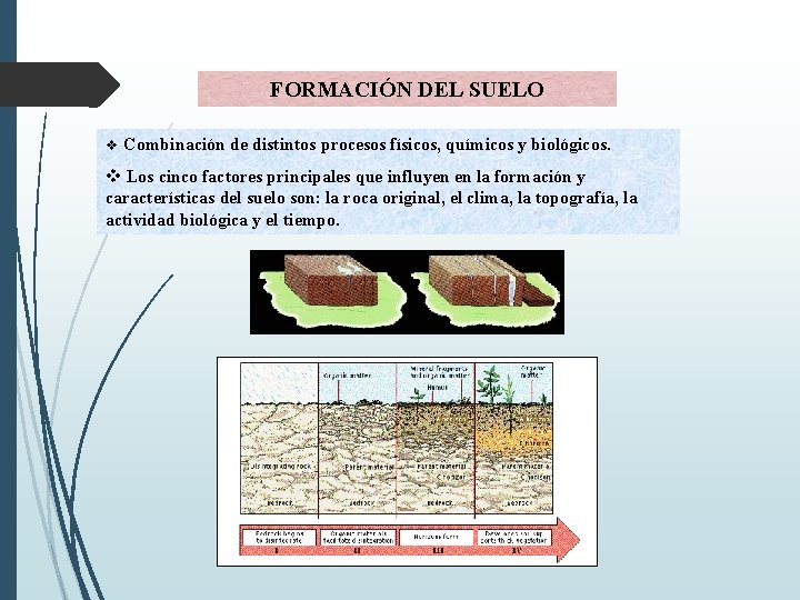 FORMACIÓN DEL SUELO v Combinación de distintos procesos físicos, químicos y biológicos. v Los