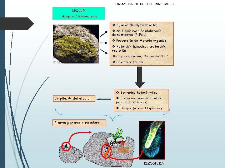 FORMACIÓN DE SUELOS MINERALES LIQUEN Hongo + Cianobacteria v Fijación de N 2(ficobionte) v