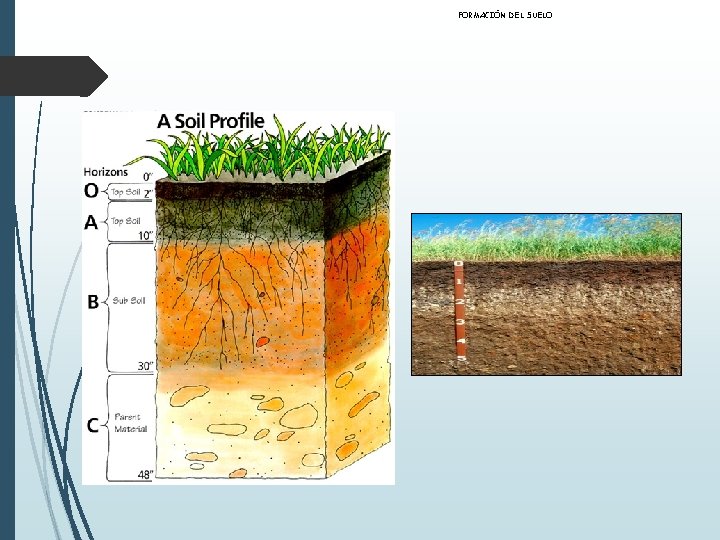 FORMACIÓN DEL SUELO 