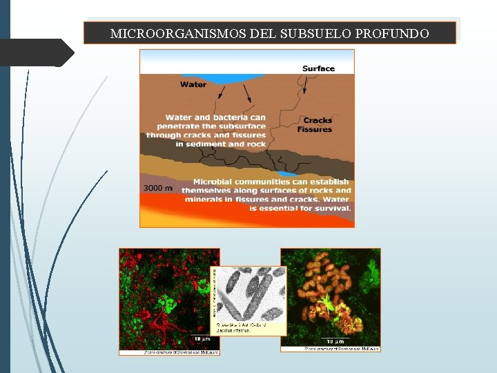 MICROORGANISMOS DEL SUBSUELO PROFUNDO 