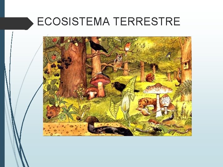 ECOSISTEMA TERRESTRE 