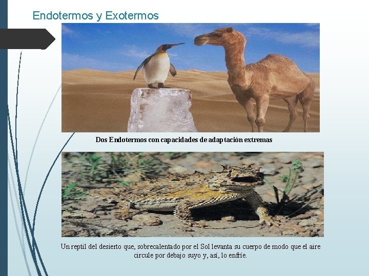 Endotermos y Exotermos Dos Endotermos con capacidades de adaptación extremas Un reptil desierto que,