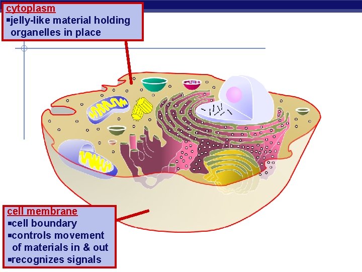 cytoplasm jelly-like material holding organelles in place cell membrane cell boundary controls movement of