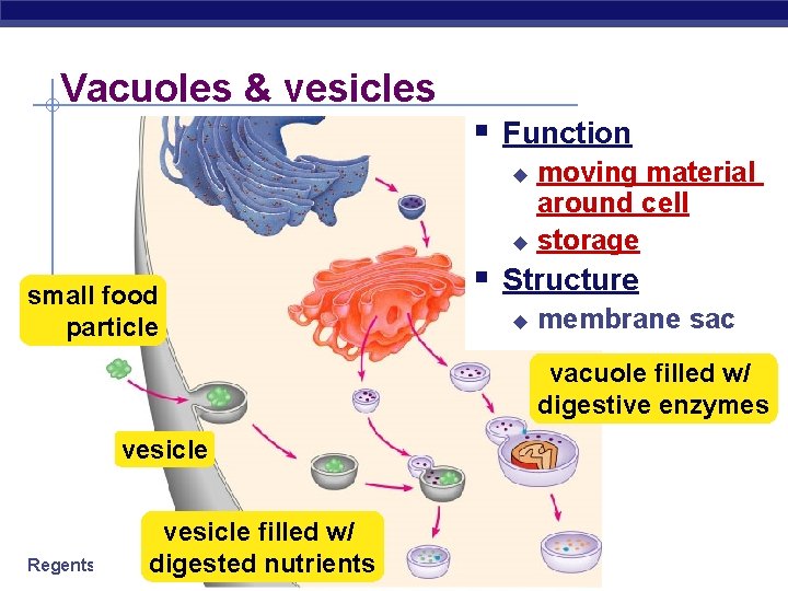 Vacuoles & vesicles § Function moving material around cell u storage u small food