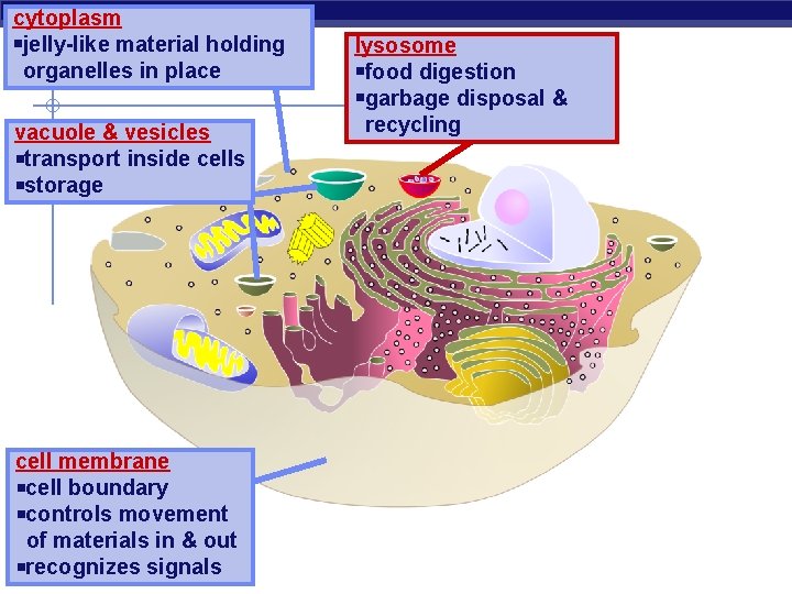 cytoplasm jelly-like material holding organelles in place vacuole & vesicles transport inside cells storage