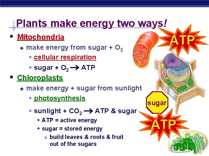 Plants make energy two ways! § Mitochondria u ATP make energy from sugar +