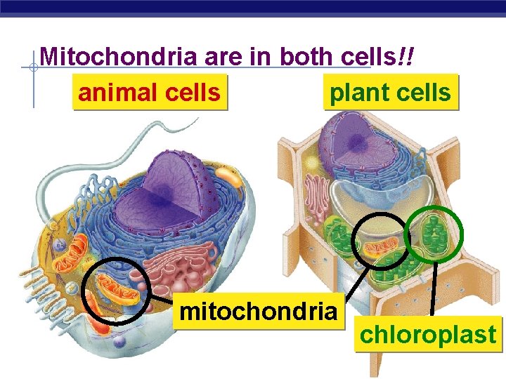 Mitochondria are in both cells!! animal cells plant cells mitochondria Regents Biology chloroplast 