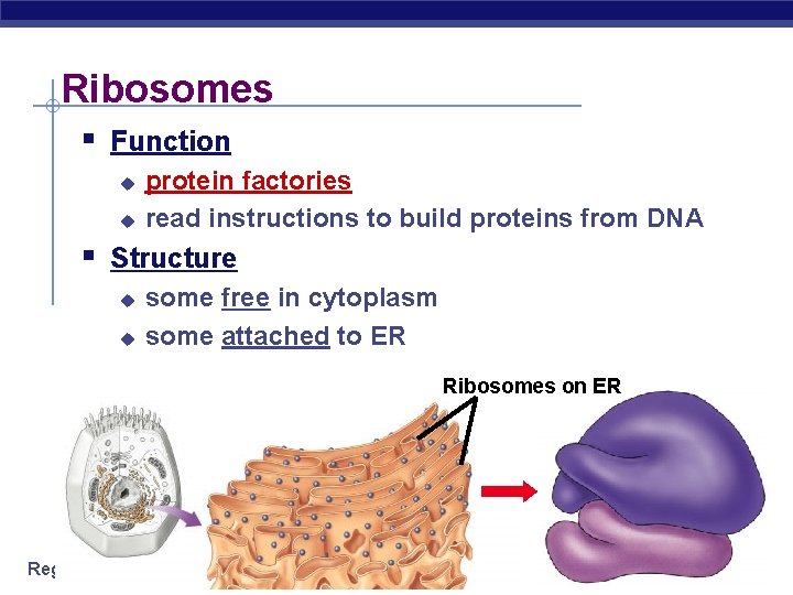 Ribosomes § Function u u protein factories read instructions to build proteins from DNA