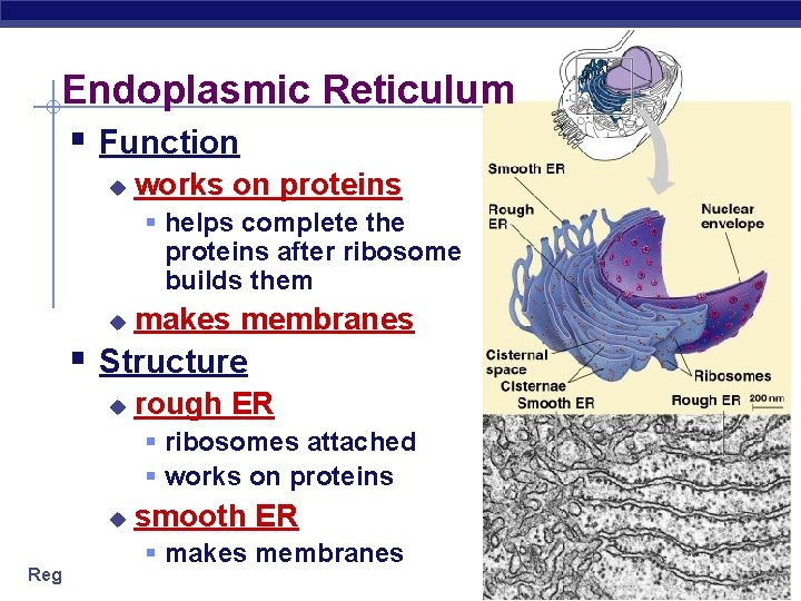Endoplasmic Reticulum § Function u works on proteins § helps complete the proteins after