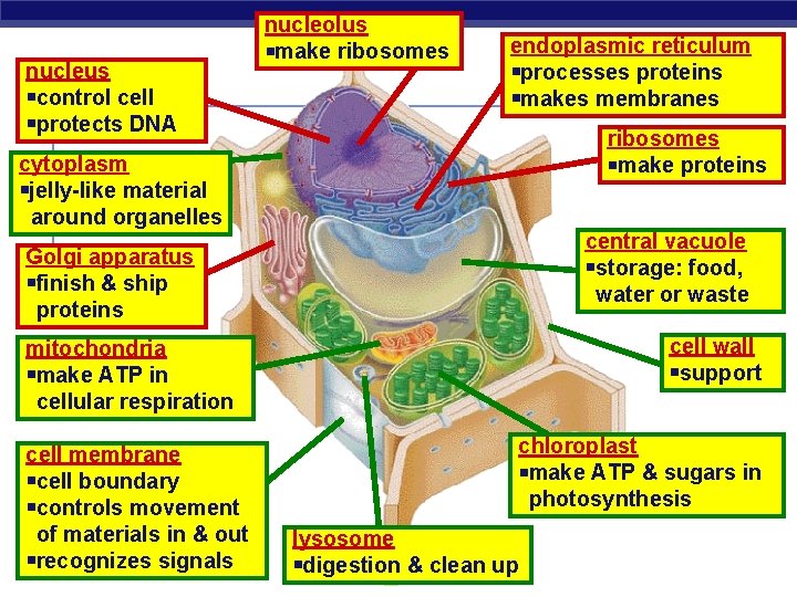 nucleus control cell protects DNA nucleolus make ribosomes endoplasmic reticulum processes proteins makes membranes
