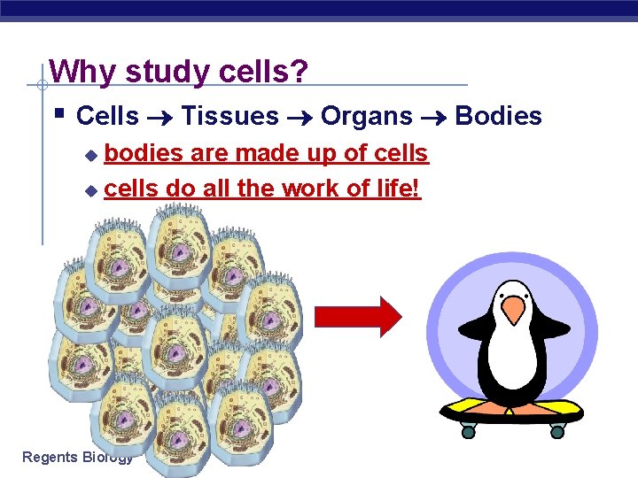 Why study cells? § Cells Tissues Organs Bodies bodies are made up of cells