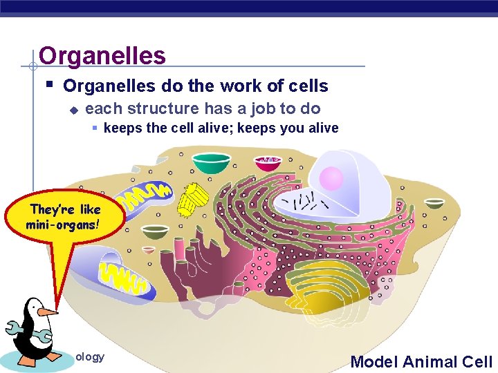 Organelles § Organelles do the work of cells u each structure has a job