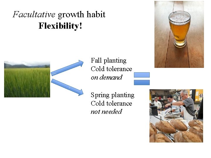 Facultative growth habit Flexibility! Fall planting Cold tolerance on demand Spring planting Cold tolerance