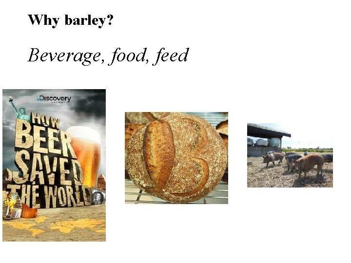 Why barley? Beverage, food, feed 