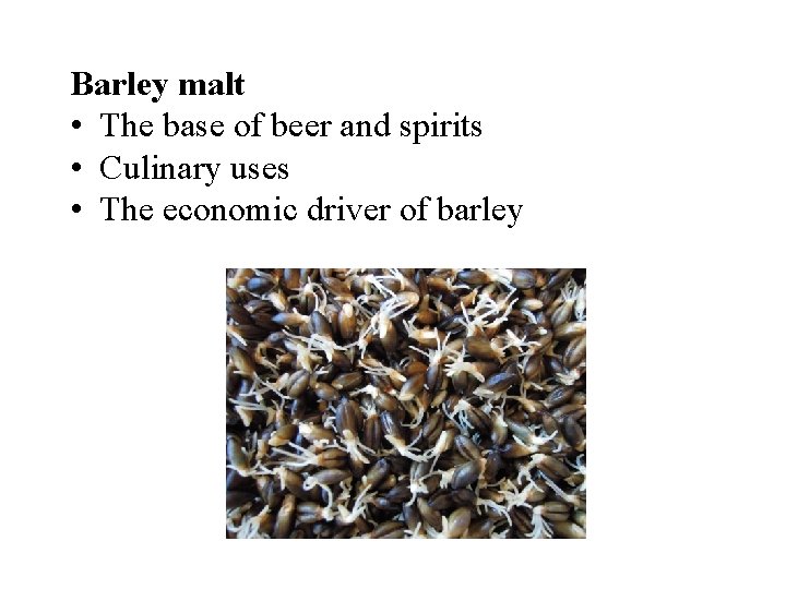 Barley malt • The base of beer and spirits • Culinary uses • The