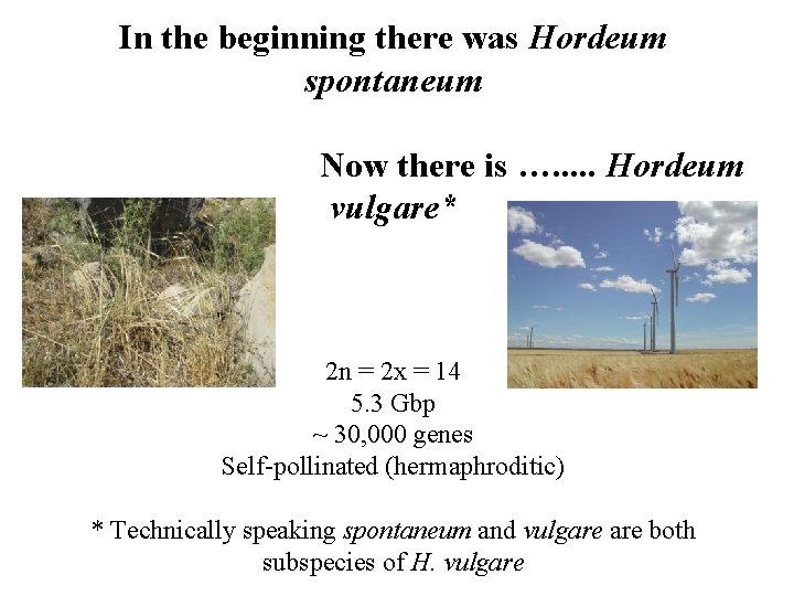 In the beginning there was Hordeum spontaneum Now there is …. . . Hordeum