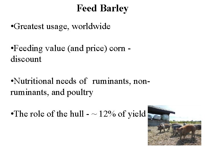 Feed Barley • Greatest usage, worldwide • Feeding value (and price) corn discount •