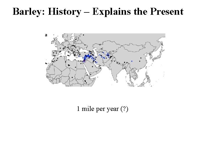 Barley: History – Explains the Present 1 mile per year (? ) 