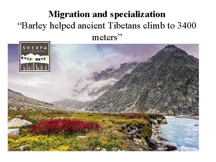 Migration and specialization “Barley helped ancient Tibetans climb to 3400 meters” 