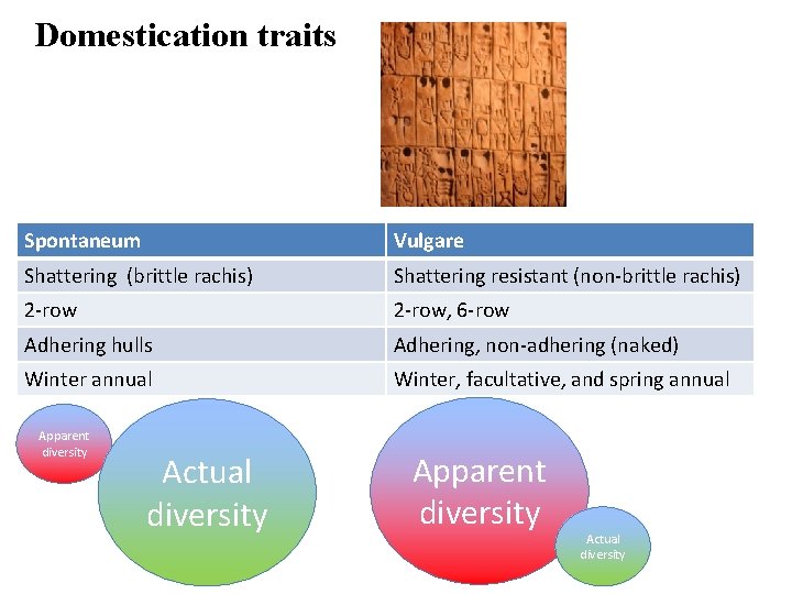 Domestication traits Spontaneum Vulgare Shattering (brittle rachis) Shattering resistant (non-brittle rachis) 2 -row, 6