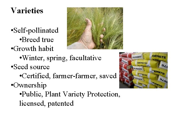 Varieties • Self-pollinated • Breed true • Growth habit • Winter, spring, facultative •