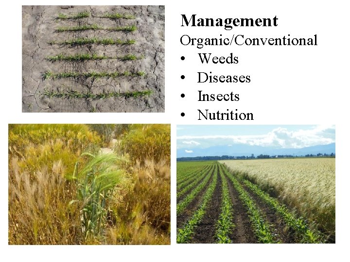 Management Organic/Conventional • Weeds • Diseases • Insects • Nutrition 