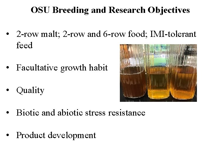 OSU Breeding and Research Objectives • 2 -row malt; 2 -row and 6 -row