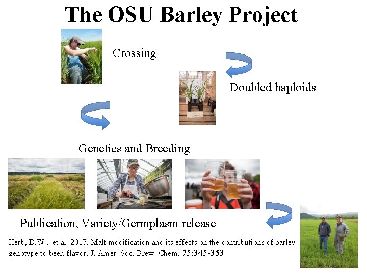 The OSU Barley Project Crossing Doubled haploids Genetics and Breeding Publication, Variety/Germplasm release Herb,