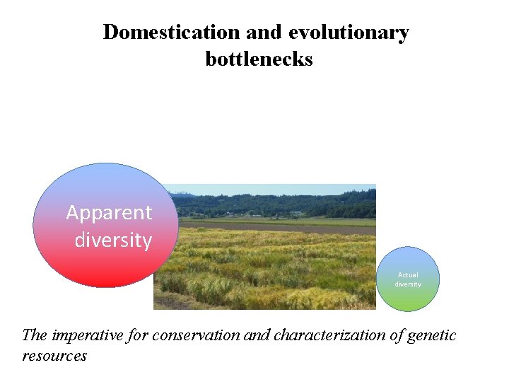 Domestication and evolutionary bottlenecks Apparent diversity Actual diversity The imperative for conservation and characterization